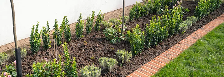Frisch angelegtes Gartenbeet mit Buchsbaum und Lavendel